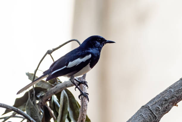 Close up Oriental Magpie Robin Perched on Branch Isolated on Background Closeup Oriental Magpie Robin Perched on Branch Isolated on Background oriental magpie robin bird copsychus saularis perching on a branch stock pictures, royalty-free photos & images
