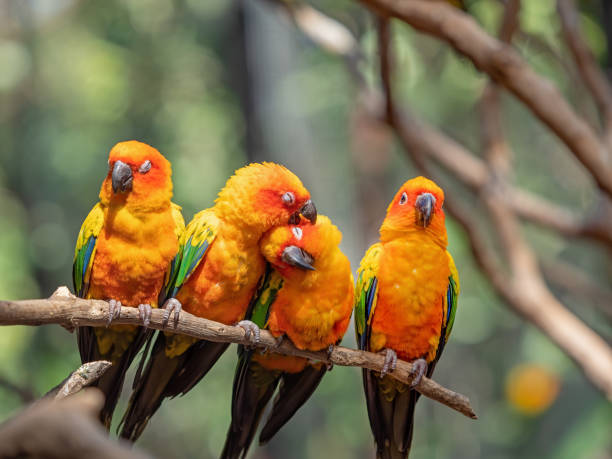 istock Close up Group of Sun Conure Parrot Perched on Branch Isolated on Background 1211493653