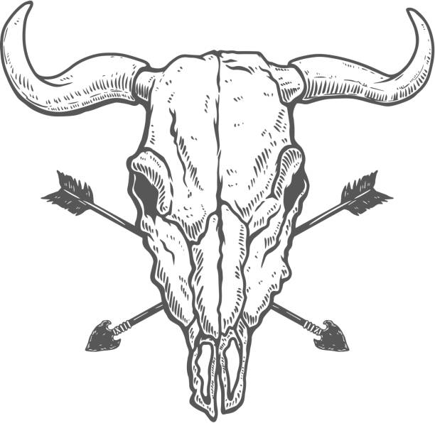 ilustraciones, imágenes clip art, dibujos animados e iconos de stock de ilustración vintage de cráneo de búfalo con flechas cruzadas en estilo grabado. elemento de diseño para etiqueta, emblema, signo. ilustración vectorial - animal skull cow animals in the wild west