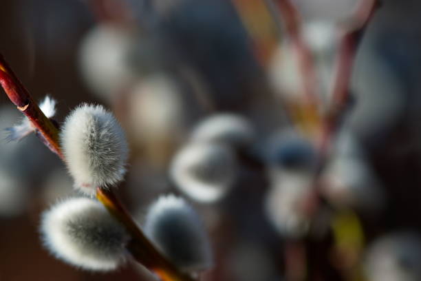 The Catkin, Salix caprea a Silvery furry young pussy willow and it's a Easter customs on Palm Sunday...