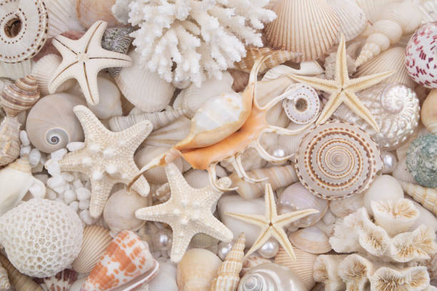 istock Seashells background, many seashells, pearls and starfishes 1211496820