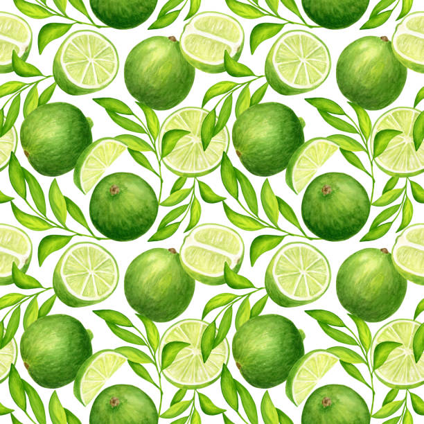 illustrations, cliparts, dessins animés et icônes de lime à l’aquarelle avec feuilles motif sans couture. illustration d’agrumes vert frais peinte à la main isolée sur fond blanc pour le textile, l’emballage, les cartes, la décoration. - lemon portion citrus fruit juice