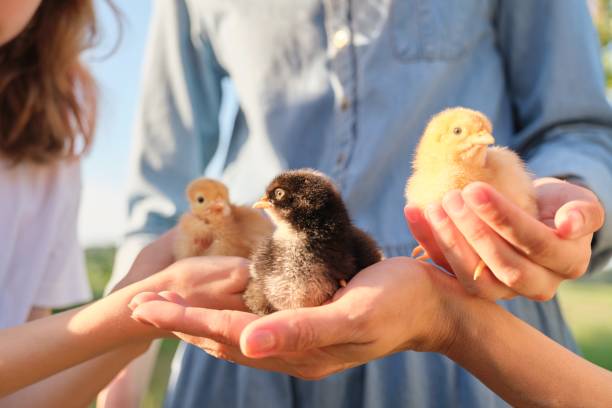 fermez-vous vers le haut de trois poulets nouveau-nés dans les mains des enfants et de la mère - poultry farm chicken baby chicken photos et images de collection