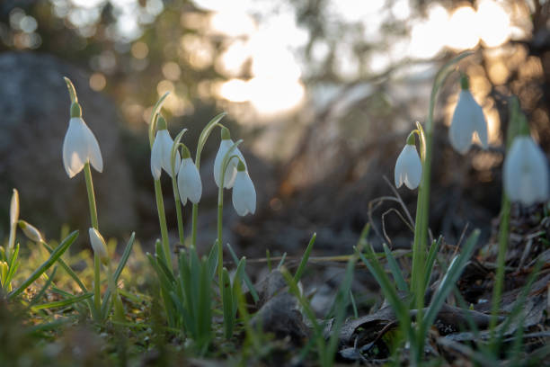 istock Snowdrop spring flowers. Fresh green well complementing the white blossoms. 1211499143