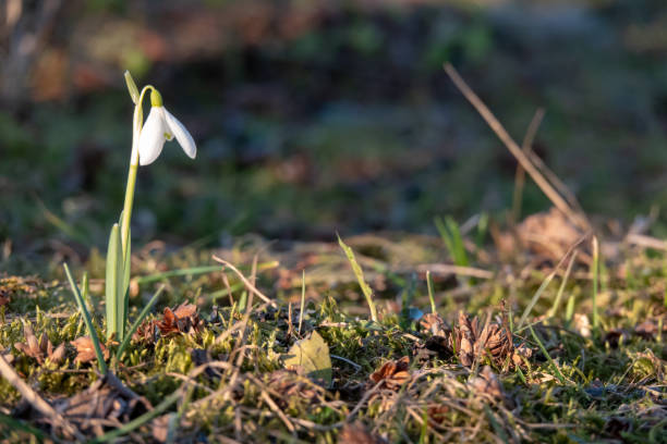 istock Snowdrop spring flowers. Fresh green well complementing the white blossoms. 1211500283