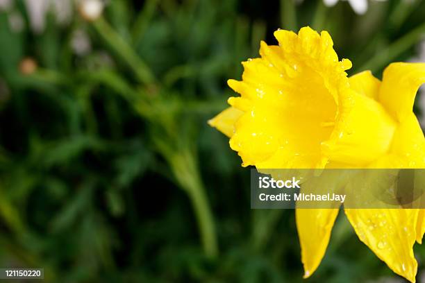 Foto de Narciso Depois Da Chuva e mais fotos de stock de Amarelo - Amarelo, Chuva, Flor
