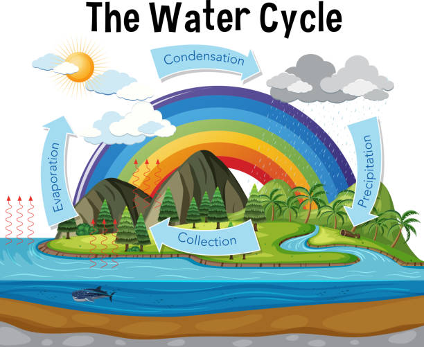 illustrations, cliparts, dessins animés et icônes de diagramme affichant le cycle d’eau avec des précipitations et l’océan - cycle de leau