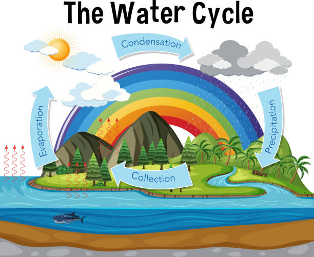 stockillustraties, clipart, cartoons en iconen met diagram dat watercyclus met regenval en oceaan toont - waterkringloop