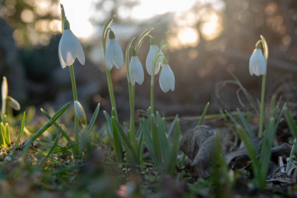 istock Snowdrop spring flowers. Fresh green well complementing the white blossoms. 1211503241