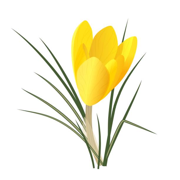 흰색 배경에 고립 된 현실적인 노란색 크로커스 꽃. 봄 꽃 개념입니다. - primrose white background flower nature stock illustrations
