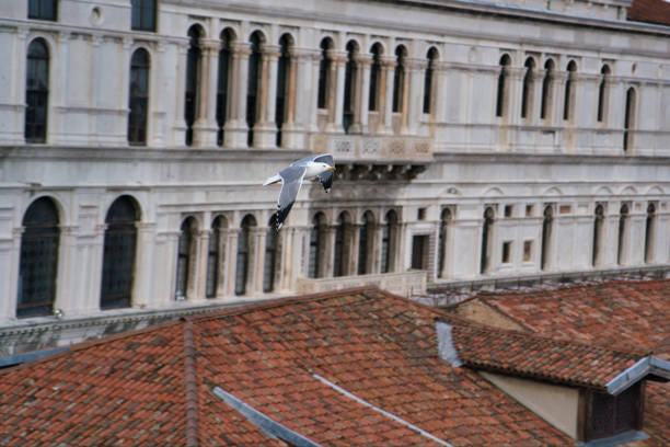 italy venice morning and seagull