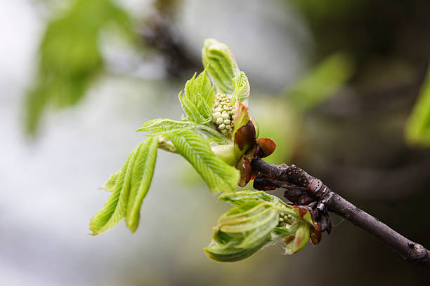 na początku wiosny, świeże zielone drzewo liść i kwiat (xxl - ml08ljub zdjęcia i obrazy z banku zdjęć