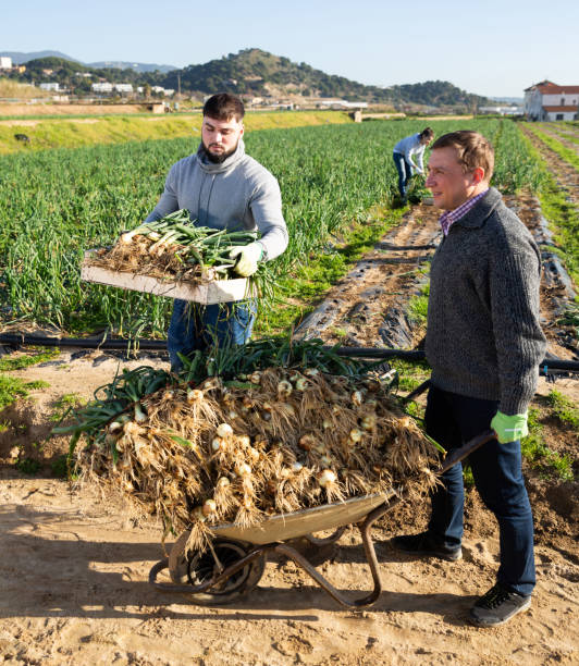 istock Team of workers harvests green onions on a plantation 1211506751