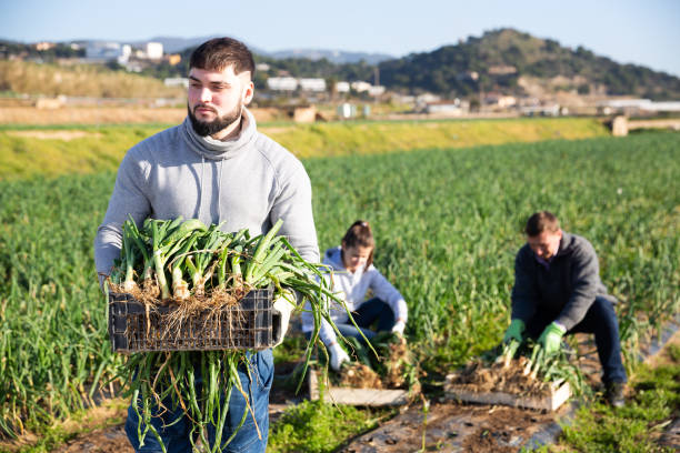 istock Young farmer carrying crate with scallions 1211506752