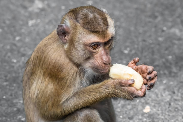 istock A hearty Breakfast of a little monkey 1211508845