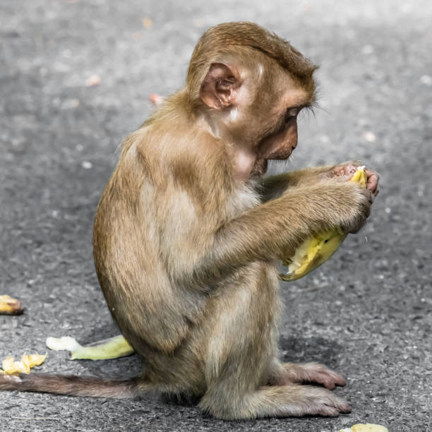 istock Little monkey having Breakfast with a banana 1211509465