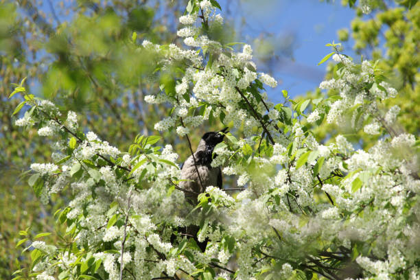 Crow in the branches of spring cherry blossoms in the spring against a blue sky in sunny weather