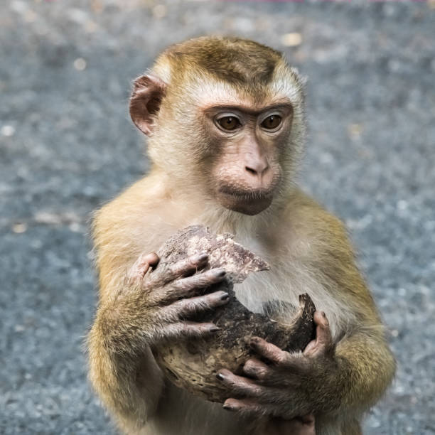 istock A small monkey in an embrace with a coconut 1211511104