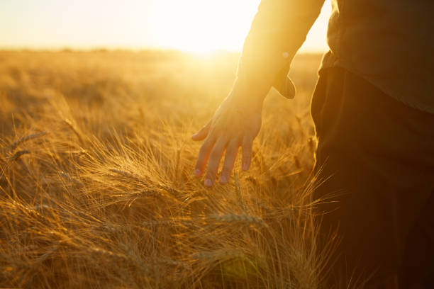 istock Farmer touching golden heads of wheat while walking through field. 1211513232