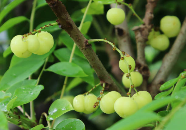 istock Phyllanthus acidus fruit on the tree. Otaheite gooseberry fruit 1211513454