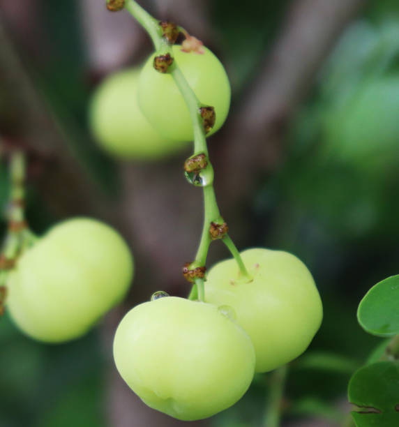 istock Phyllanthus acidus fruit on the tree. Otaheite gooseberry fruit 1211513456