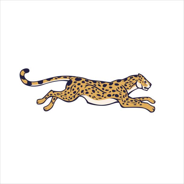 Cartoon animal guepard running fast with high speed isolated at white background Cartoon animal guepard running fast with high speed isolated at white background. Realistic wild spotted yellow cheetah moving vector graphic illustration side view big cat photos stock illustrations