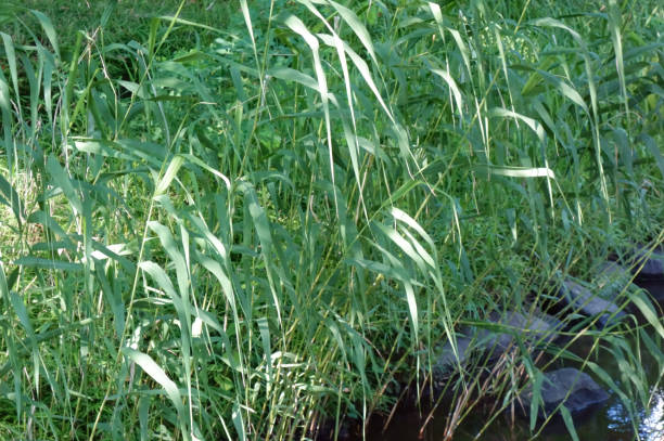 istock Bamboo leaves lush in the swamp 1211515048