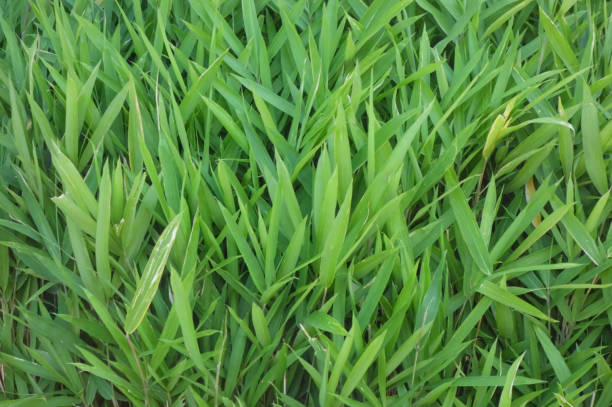 istock Bamboo leaves lush in the swamp 1211515184