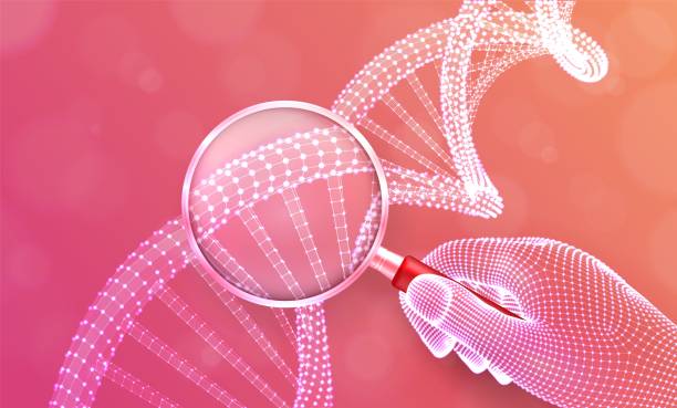 Genetic engineering concept with magnifier in hand and DNA sequence. Wireframe DNA molecules structure mesh. DNA code editable template. Science and biotechnology concept. Vector illustration. Genetic engineering concept with magnifier in hand and DNA sequence. Wireframe DNA molecules structure mesh. DNA code editable template. Science and biotechnology concept. Vector illustration dna nucleotide stock illustrations