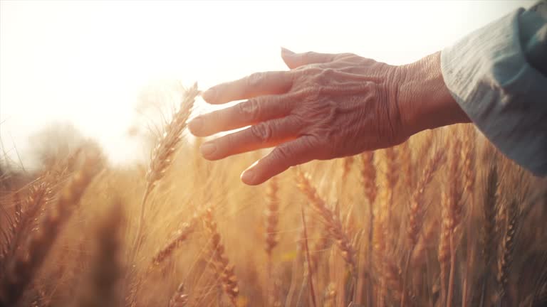 SLO MO Farmer senior woman hand caressing ripe golden wheat plants at sunset.