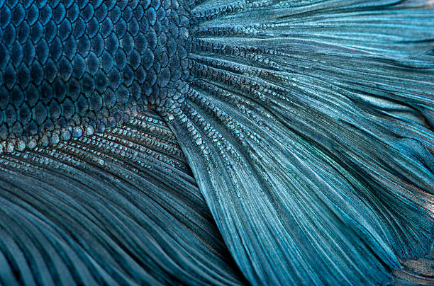 istock Close-up of Blue Siamese fighting fish, Betta Splendens. 121151740