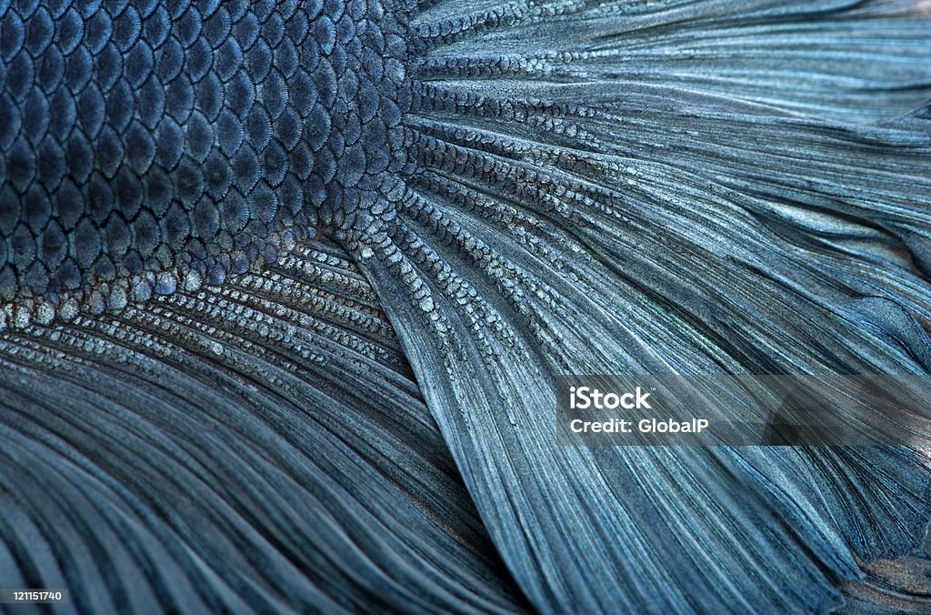 Close-up of Blue Siamese fighting fish, Betta Splendens.  Animal Stock Photo