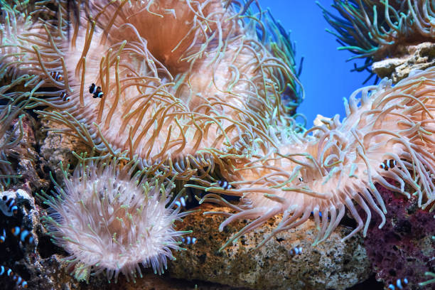 istock Pink coral underwater landscape 1211517777