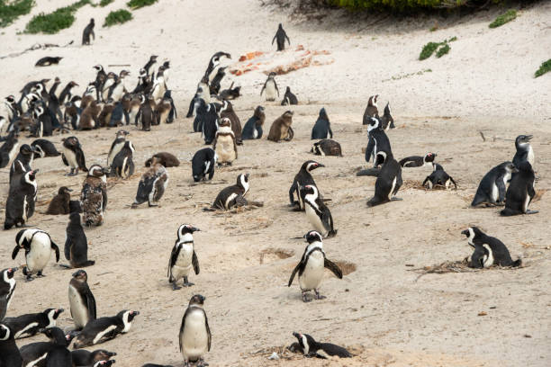 istock African Penguin Rookery 1211520264