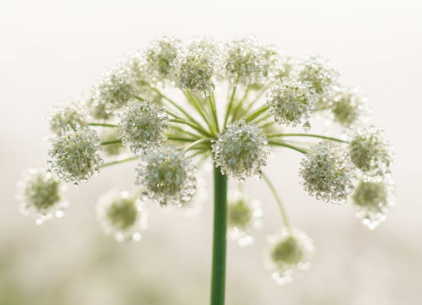 istock Dew water drops on blooming umbrella plants. 1211522372