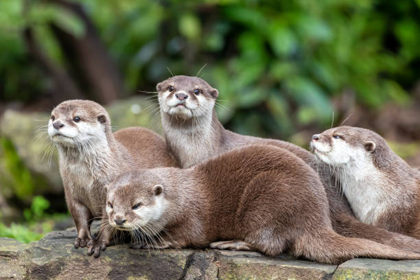 istock Group of attentive Oriental small-clawed otters 1211522700