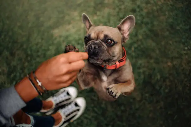 Photo of french bulldog dog begging outdoors, top view