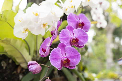 Orchid flower in tropical garden.