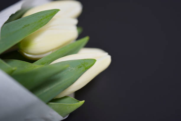 Beautiful white tulips in my garden in early springtime