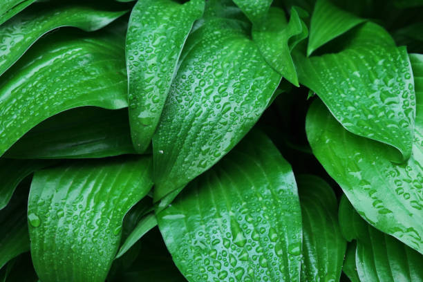 istock Drops of dew on a green leaf. Wet foliage as a background. 1211526436
