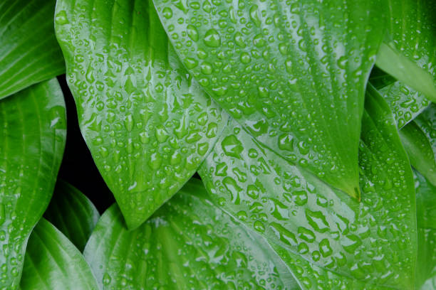 istock Drops of dew on a green leaf. Wet foliage as a background. 1211526455
