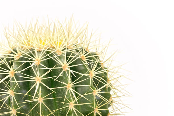 istock Close-up of cactus with thorns on white background. 1211526929