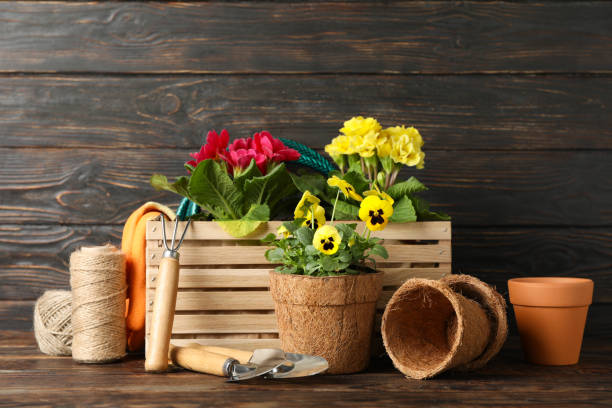 istock Flowers and gardening tools on wooden background, space for text 1211527075