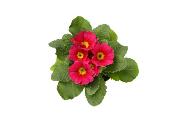 istock Pink primrose isolated on white background, top view 1211527894