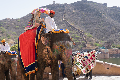 Jaipur, Rajasthan, India - November 3, 2017 : One of the most popular tourist attractions at Jaipur is the elephant ride to the top of the Amer Fort. The well-caparisoned elephants just take the tourists up, but don't get them down, to avoid straining their own knees. Colorfully attired mahaouts (elephant drivers) deftly manage the ride.