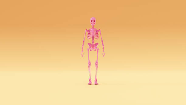 3D Illustration of a human skeleton isolated on white background