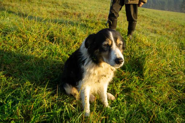 istock Cute small shepherd dog in the grass on meadow during sunrise. 1211529878