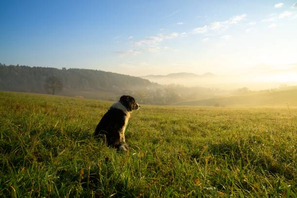 istock Cute small shepherd dog in the grass on meadow during sunrise. 1211529925