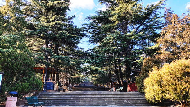 istock Pine trees in Mtatsminda Park or Bombora Park on Mtatsminda mountain. 1211530635
