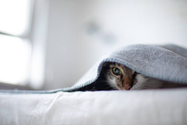 istock Funny happy domestic cat is hiding 1211530880
